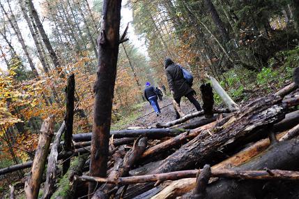 ein_paar_baumstaemme_im_wald_07112010